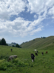 Cattle, black and white cows graze on the grass in a field during the day. Economics, livestock, beef, cattle diseases