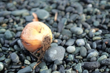 流れ着いた玉葱 海の漂流物
