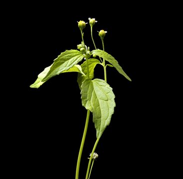 Quickweed, galinsoga parviflora or French cabbage, on black background photo, isolated, studio shot