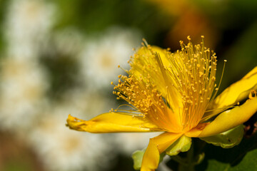 yellow flower macro