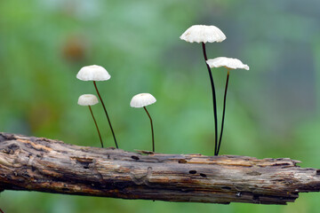 Group of mushrooms (Mycena sp) on a wooden twig