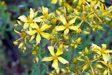Yellow flowers of St John's wort (Hypericum perforatum).