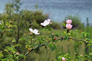 Branches, leaves and flowers of the dog rose (Rosa canina)