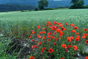 Poppies (Papaver rhoeas) next to a green wheat field