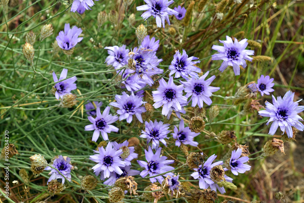 Poster Blue flowers of Cupid's dart (Catananche caerulea)