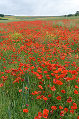 Landscape of poppies (Papaver rhoeas) in a fallow field