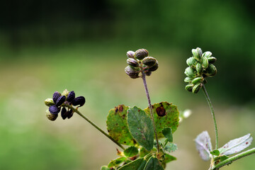 Black medick seeds (Medicago lupulina)