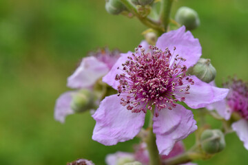 Detail of the pink flower of the blackberry (Rubus ulmifolius)