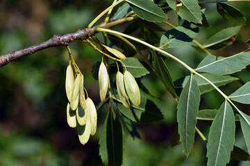 Fruits and leaves of narrow-leaved ash (Fraxinus angustifolia)