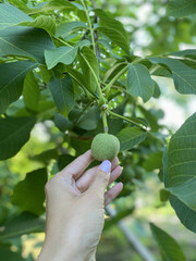 green nut fruit in a girl's hand, on a sunny day, in summer. Walnut in the garden, cultivation and pests. Harvest