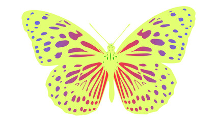 This is a beautiful butterfly