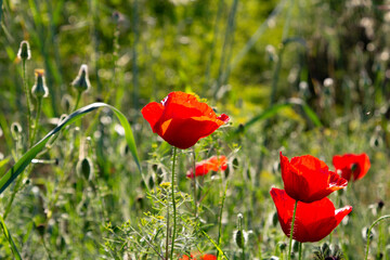 Obraz premium blooming poppies, sunlit meadow, wildflowers, nature, green foliage, backlit flowers, floral beauty, garden, spring flowers, vibrant colors