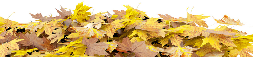 autumn leaves fallen in pile isolated for background - 3d rendering