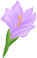 Purple Gladiolus  is one of the birth flowers for August