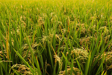 rice plants ready to be harvested in a rice field in a tropical area