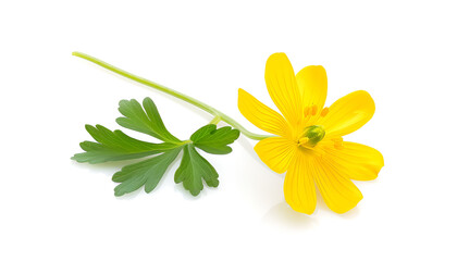 Celandine flower isolated on white background