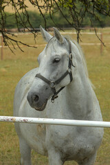portrait of a white horse behind a fence