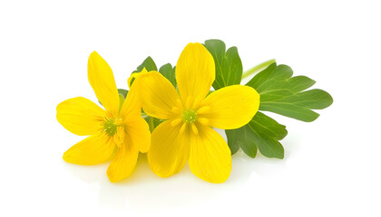 Fototapeta premium Celandine flower isolated on white background