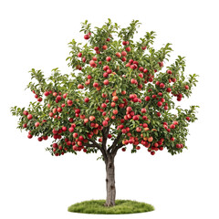 Obraz premium Orchard Tree with Ripe Red Apples Isolated on Transparent Background
