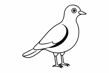 Minimalist and beautiful bird