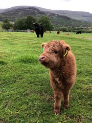 highland  calf © Santana