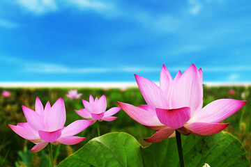 pink lotus in the pond