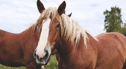 Obraz premium A heavy draft horse, horses with foals grazing in a meadow. A beautiful animal in the field in summer. A herd of horses in nature. Banner.