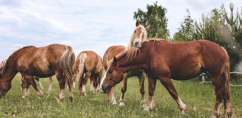 A heavy draft horse, horses with foals grazing in a meadow. A beautiful animal in the field in summer. A herd of horses in nature. Banner.