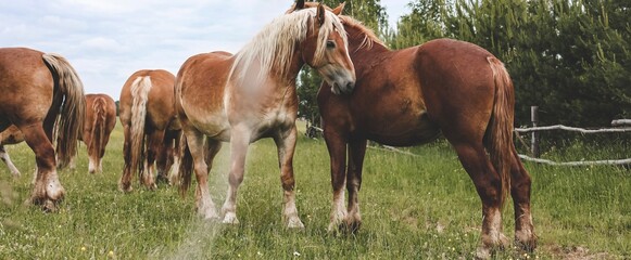 A heavy draft horse, horses with foals grazing in a meadow. A beautiful animal in the field in summer. A herd of horses in nature. Banner.