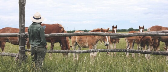 Beautiful woman looking and makimg photo of heavy draft horse, horses with foals grazing in a meadow. A beautiful animal in the field in summer. A herd of horses in nature. Using technology. Banner.