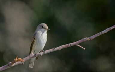 Obraz premium Spotted flycatcher (Muscicapa striata), Crete, Greece