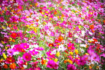 一面に咲き誇るコスモス畑