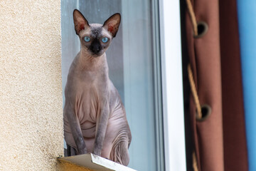 Portrait of a bald cat on the windowsill