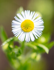 Fototapeta premium White daisy on a wire in summer. Macro