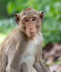 Monkey outdoors in a tropical park