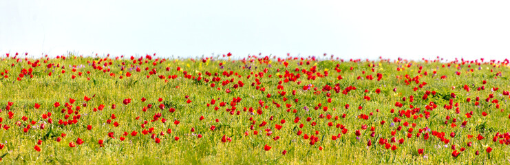 Field with red tulips in the steppe in spring as a background.