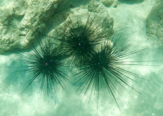 Sea urchin in the sea underwater
