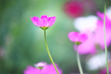 美しいピンクのコスモス