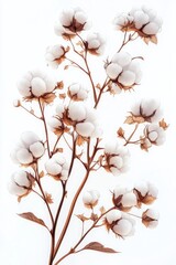 Cotton plant branch blooming with soft white fluffy bolls