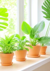 Obraz premium Lush green indoor plants adorning a sunlit windowsill in a serene living space