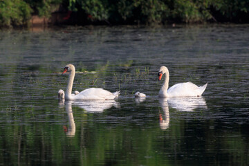 A pair of mute swans and their chicks heading to the nest after feeding