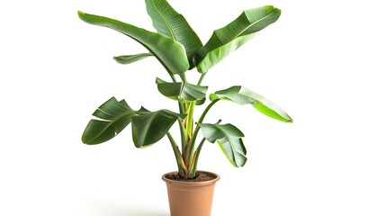 Potted banana plant isolated on white background