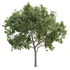 Obraz premium Elm tree sycamore plant oak.