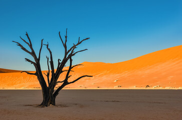 Dead trees and landscape of Dead Vlei desert, Sossusvlei, Namib sand desert, Namibia, South Africa