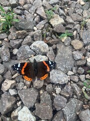 butterfly on stone