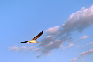 The big sea gull flying in the cloudy sky