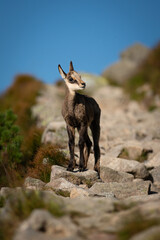 Portrait of little wild goat on mountain hill outdoors in summer.