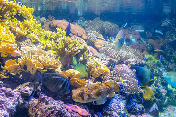 Barriera corallina con pesci tropicali © alessandrofara83