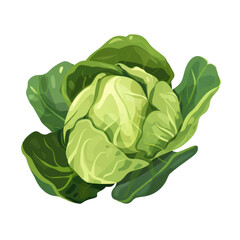 Fresh Green Cabbage with Leaves on Transparent Background