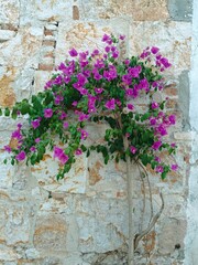 Flowers on the wall